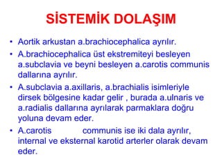 SİSTEMİK DOLAŞIM
• Aortik arkustan a.brachiocephalica ayrılır.
• A.brachiocephalica üst ekstremiteyi besleyen
  a.subclavia ve beyni besleyen a.carotis communis
  dallarına ayrılır.
• A.subclavia a.axillaris, a.brachialis isimleriyle
  dirsek bölgesine kadar gelir , burada a.ulnaris ve
  a.radialis dallarına ayrılarak parmaklara doğru
  yoluna devam eder.
• A.carotis          communis ise iki dala ayrılır,
  internal ve eksternal karotid arterler olarak devam
  eder.
 