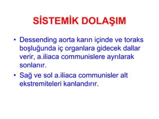 SİSTEMİK DOLAŞIM
• Dessending aorta karın içinde ve toraks
  boşluğunda iç organlara gidecek dallar
  verir, a.iliaca communislere ayrılarak
  sonlanır.
• Sağ ve sol a.iliaca communisler alt
  ekstremiteleri kanlandırır.
 