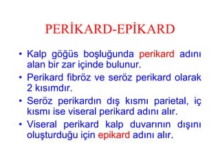 PERİKARD-EPİKARD
• Kalp göğüs boşluğunda perikard adını
  alan bir zar içinde bulunur.
• Perikard fibröz ve seröz perikard olarak
  2 kısımdır.
• Seröz perikardın dış kısmı parietal, iç
  kısmı ise viseral perikard adını alır.
• Viseral perikard kalp duvarının dışını
  oluşturduğu için epikard adını alır.
 