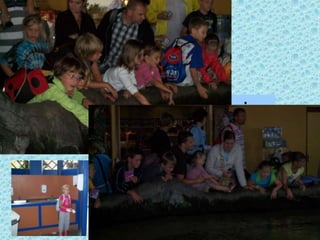 roggen en haaien aaien