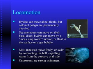 Locomotion
 Hydras can move about freely, butHydras can move about freely, but
colonial polyps are permanentlycolonial polyps are permanently
attached.attached.
 Sea anemones can move on theirSea anemones can move on their
basal discs; hydras can move by abasal discs; hydras can move by a
“measuring worm” motion, or float to“measuring worm” motion, or float to
the surface on a gas bubble.the surface on a gas bubble.
 Most medusae move freely, or swimMost medusae move freely, or swim
by contracting the bell, expellingby contracting the bell, expelling
water from the concave oral side.water from the concave oral side.
 Cubozoans are strong swimmers.Cubozoans are strong swimmers.
 