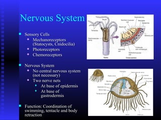 Nervous System
 Sensory CellsSensory Cells
 MechanoreceptorsMechanoreceptors
(Statocysts, Cnidocilia)(Statocysts, Cnidocilia)
 PhotoreceptorsPhotoreceptors
 ChemoreceptorsChemoreceptors
 Nervous SystemNervous System
 No central nervous systemNo central nervous system
(not necessary)(not necessary)
 Two nerve netsTwo nerve nets
 At base of epidermisAt base of epidermis
 At base ofAt base of
gastrodermisgastrodermis
 Function: Coordination ofFunction: Coordination of
swimming, tentacle and bodyswimming, tentacle and body
retractionretraction
 