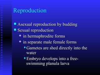 Reproduction
 Asexual reproduction by buddingAsexual reproduction by budding
 Sexual reproductionSexual reproduction
 in hermaphrodite formsin hermaphrodite forms
 in separate male female formsin separate male female forms
Gametes are shed directly into theGametes are shed directly into the
waterwater
Embryo develops into a free-Embryo develops into a free-
swimming planula larvaswimming planula larva
 