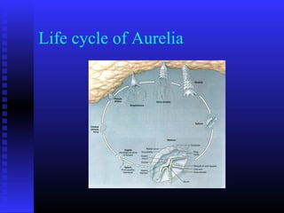 Life cycle of Aurelia
 