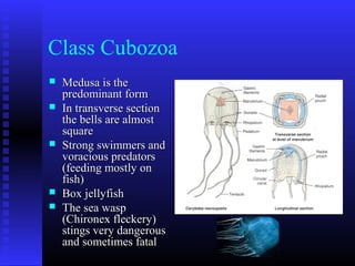 Class Cubozoa
 Medusa is theMedusa is the
predominant formpredominant form
 In transverse sectionIn transverse section
the bells are almostthe bells are almost
squaresquare
 Strong swimmers andStrong swimmers and
voracious predatorsvoracious predators
(feeding mostly on(feeding mostly on
fish)fish)
 Box jellyfishBox jellyfish
 The sea waspThe sea wasp
(Chironex fleckery)(Chironex fleckery)
stings very dangerousstings very dangerous
and sometimes fataland sometimes fatal
 