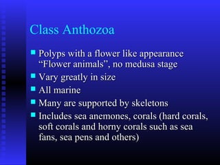 Class Anthozoa
 Polyps with a flower like appearancePolyps with a flower like appearance
“Flower animals”, no medusa stage“Flower animals”, no medusa stage
 Vary greatly in sizeVary greatly in size
 All marineAll marine
 Many are supported by skeletonsMany are supported by skeletons
 Includes sea anemones, corals (hard corals,Includes sea anemones, corals (hard corals,
soft corals and horny corals such as seasoft corals and horny corals such as sea
fans, sea pens and others)fans, sea pens and others)
 