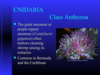 CNIDARIA
Class Anthozoa
 The giant anemone orThe giant anemone or
purple-tippedpurple-tipped
anemone (anemone (CondylactisCondylactis
giganteagigantea) often) often
harbors cleaningharbors cleaning
shrimp among itsshrimp among its
tentaclestentacles
 Common in BermudaCommon in Bermuda
and the Caribbeanand the Caribbean
Photo Copyright © Diane R. Nelson
 
