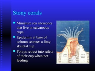 Stony corals
 Miniature sea anemonesMiniature sea anemones
that live in calcareousthat live in calcareous
cupscups
 Epidermis at base ofEpidermis at base of
column secretes a limycolumn secretes a limy
skeletal cupskeletal cup
 Polyps retract into safetyPolyps retract into safety
of their cup when notof their cup when not
feedingfeeding
 