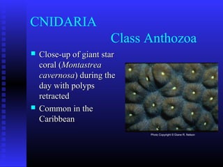 CNIDARIA
Class Anthozoa
 Close-up of giant starClose-up of giant star
coral (coral (MontastreaMontastrea
cavernosacavernosa) during the) during the
day with polypsday with polyps
retractedretracted
 Common in theCommon in the
CaribbeanCaribbean
Photo Copyright © Diane R. Nelson
 