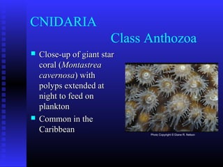 CNIDARIA
Class Anthozoa
 Close-up of giant starClose-up of giant star
coral (coral (MontastreaMontastrea
cavernosacavernosa) with) with
polyps extended atpolyps extended at
night to feed onnight to feed on
planktonplankton
 Common in theCommon in the
CaribbeanCaribbean Photo Copyright © Diane R. Nelson
 