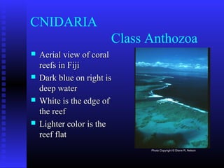 CNIDARIA
Class Anthozoa
 Aerial view of coralAerial view of coral
reefs in Fijireefs in Fiji
 Dark blue on right isDark blue on right is
deep waterdeep water
 White is the edge ofWhite is the edge of
the reefthe reef
 Lighter color is theLighter color is the
reef flatreef flat
Photo Copyright © Diane R. Nelson
 