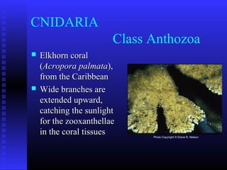 CNIDARIA
Class Anthozoa
 Elkhorn coralElkhorn coral
((Acropora palmataAcropora palmata),),
from the Caribbeanfrom the Caribbean
 Wide branches areWide branches are
extended upward,extended upward,
catching the sunlightcatching the sunlight
for the zooxanthellaefor the zooxanthellae
in the coral tissuesin the coral tissues Photo Copyright © Diane R. Nelson
 