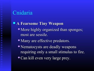 Cnidaria
 A Fearsome Tiny WeaponA Fearsome Tiny Weapon
 More highly organized than sponges;More highly organized than sponges;
most are sessile.most are sessile.
 Many are effective predators.Many are effective predators.
 Nematocysts are deadly weaponsNematocysts are deadly weapons
requiring only a small stimulus to fire.requiring only a small stimulus to fire.
 Can kill even very large prey.Can kill even very large prey.
 