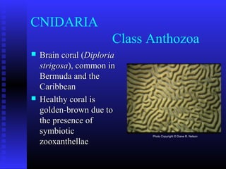 CNIDARIA
Class Anthozoa
 Brain coral (Brain coral (DiploriaDiploria
strigosastrigosa), common in), common in
Bermuda and theBermuda and the
CaribbeanCaribbean
 Healthy coral isHealthy coral is
golden-brown due togolden-brown due to
the presence ofthe presence of
symbioticsymbiotic
zooxanthellaezooxanthellae
Photo Copyright © Diane R. Nelson
 