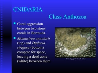 CNIDARIA
Class Anthozoa
 Coral aggressionCoral aggression
between two stonybetween two stony
corals in Bermudacorals in Bermuda
 Montastrea annularisMontastrea annularis
(top) and(top) and DiploriaDiploria
strigosastrigosa (bottom)(bottom)
compete for space,compete for space,
leaving a dead zoneleaving a dead zone
(white) between them(white) between them
Photo Copyright © Diane R. Nelson
 