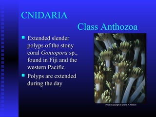 CNIDARIA
Class Anthozoa
 Extended slenderExtended slender
polyps of the stonypolyps of the stony
coralcoral GonioporaGoniopora sp.,sp.,
found in Fiji and thefound in Fiji and the
western Pacificwestern Pacific
 Polyps are extendedPolyps are extended
during the dayduring the day
Photo Copyright © Diane R. Nelson
 