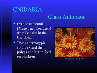 CNIDARIA
Class Anthozoa
 Orange cup coralOrange cup coral
((Tubastraea coccineaTubastraea coccinea))
from Bonaire in thefrom Bonaire in the
CaribbeanCaribbean
 These ahermatypicThese ahermatypic
corals extend theircorals extend their
polyps at night to feedpolyps at night to feed
on planktonon plankton Photo Copyright © Diane R. Nelson
 