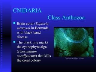 CNIDARIA
Class Anthozoa
 Brain coral (Brain coral (DiploriaDiploria
strigosa)strigosa) in Bermuda,in Bermuda,
with black bandwith black band
diseasedisease
 The black line marksThe black line marks
the cyanophyte algathe cyanophyte alga
((PhormidiumPhormidium
corallyticumcorallyticum) that kills) that kills
the coral colonythe coral colony
Photo Copyright © Diane R. Nelson
 