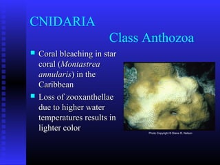 CNIDARIA
Class Anthozoa
 Coral bleaching in starCoral bleaching in star
coral (coral (MontastreaMontastrea
annularisannularis) in the) in the
CaribbeanCaribbean
 Loss of zooxanthellaeLoss of zooxanthellae
due to higher waterdue to higher water
temperatures results intemperatures results in
lighter colorlighter color Photo Copyright © Diane R. Nelson
 