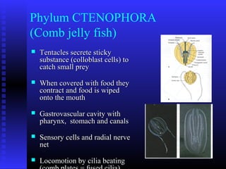 Phylum CTENOPHORA
(Comb jelly fish)
 Tentacles secrete stickyTentacles secrete sticky
substance (colloblast cells) tosubstance (colloblast cells) to
catch small preycatch small prey
 When covered with food theyWhen covered with food they
contract and food is wipedcontract and food is wiped
onto the mouthonto the mouth
 Gastrovascular cavity withGastrovascular cavity with
pharynx, stomach and canalspharynx, stomach and canals
 Sensory cells and radial nerveSensory cells and radial nerve
netnet
 Locomotion by cilia beatingLocomotion by cilia beating
 