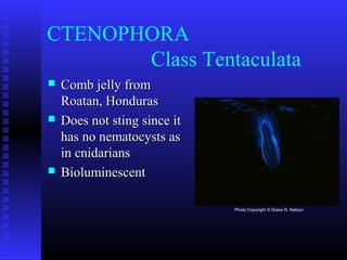 CTENOPHORA
Class Tentaculata
 Comb jelly fromComb jelly from
Roatan, HondurasRoatan, Honduras
 Does not sting since itDoes not sting since it
has no nematocysts ashas no nematocysts as
in cnidariansin cnidarians
 BioluminescentBioluminescent
Photo Copyright © Diane R. Nelson
 