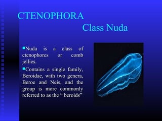 CTENOPHORA
Class Nuda
Nuda is a class ofNuda is a class of
ctenophores or combctenophores or comb
jellies.jellies.
Contains a single family,Contains a single family,
Beroidae, with two genera,Beroidae, with two genera,
Beroe and Neis, and theBeroe and Neis, and the
group is more commonlygroup is more commonly
referred to as the “ beroids”referred to as the “ beroids”
 