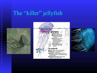 The “killer” jellyfish
 