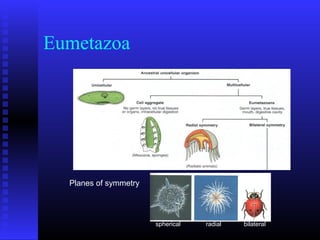 Eumetazoa
Planes of symmetry
spherical radial bilateral
 