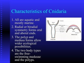 Characteristics of Cnidaria
1.1. All are aquatic andAll are aquatic and
mostly marine.mostly marine.
2.2. Radial or biradialRadial or biradial
symmetry forms oralsymmetry forms oral
and aboral ends.and aboral ends.
3.3. The polyp andThe polyp and
medusa forms allowmedusa forms allow
wider ecologicalwider ecological
possibilities.possibilities.
4.4. The two body typesThe two body types
are the free-are the free-
swimming medusaeswimming medusae
and the polyps.and the polyps.
 