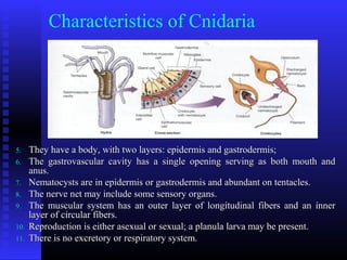 Characteristics of Cnidaria
5.5. They have a body, with two layers: epidermis and gastrodermis;They have a body, with two layers: epidermis and gastrodermis;
6.6. The gastrovascular cavity has a single opening serving as both mouth andThe gastrovascular cavity has a single opening serving as both mouth and
anus.anus.
7.7. Nematocysts are in epidermis or gastrodermis and abundant on tentacles.Nematocysts are in epidermis or gastrodermis and abundant on tentacles.
8.8. The nerve net may include some sensory organs.The nerve net may include some sensory organs.
9.9. The muscular system has an outer layer of longitudinal fibers and an innerThe muscular system has an outer layer of longitudinal fibers and an inner
layer of circular fibers.layer of circular fibers.
10.10. Reproduction is either asexual or sexual; a planula larva may be present.Reproduction is either asexual or sexual; a planula larva may be present.
11.11. There is no excretory or respiratory system.There is no excretory or respiratory system.
 