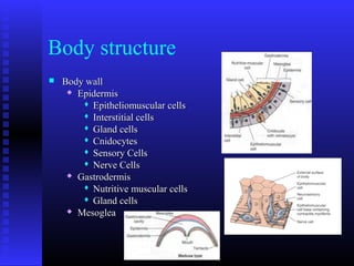 Body structure
 Body wallBody wall
 EpidermisEpidermis
 Epitheliomuscular cellsEpitheliomuscular cells
 Interstitial cellsInterstitial cells
 Gland cellsGland cells
 CnidocytesCnidocytes
 Sensory CellsSensory Cells
 Nerve CellsNerve Cells
 GastrodermisGastrodermis
 Nutritive muscular cellsNutritive muscular cells
 Gland cellsGland cells
 MesogleaMesoglea
 