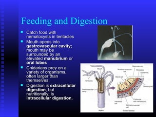 Feeding and Digestion
 Catch food withCatch food with
nematocysts in tentaclesnematocysts in tentacles
 Mouth opens intoMouth opens into
gastrovascular cavity;gastrovascular cavity;
mouth may bemouth may be
surrounded by ansurrounded by an
elevatedelevated manubriummanubrium oror
oral lobesoral lobes
 Cnidarians prey on aCnidarians prey on a
variety of organisms,variety of organisms,
often larger thanoften larger than
themselves.themselves.
 Digestion isDigestion is extracellularextracellular
digestiondigestion, but, but
nutritionally, isnutritionally, is
intracellular digestion.intracellular digestion.
 