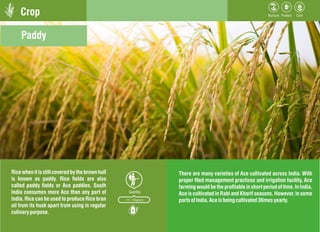 Crop
Rice when it is still covered by the brown hull
is known as paddy. Rice elds are also
called paddy elds or Ace padd...