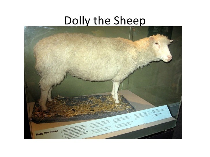Dolly the sheep