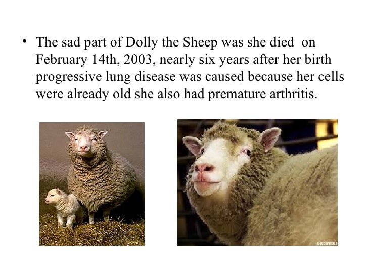 Dolly the sheep
