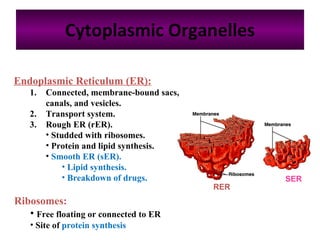 Difference Between Ser And Rer A&P Lab 1 midterm review | PPT