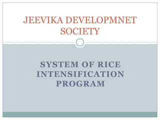 JEEVIKA DEVELOPMNET
SOCIETY

SYSTEM OF RICE
INTENSIFICATION
PROGRAM

 