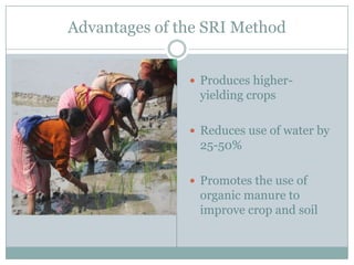 Advantages of the SRI Method
 Produces higher-

yielding crops
 Reduces use of water by

25-50%
 Promotes the use of

o...