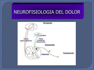 NEUROFISIOLOGIA DEL DOLOR 