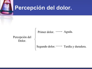 Percepción del dolor. Percepción del Dolor. Primer dolor. Segundo dolor. Aguda. Tardía y duradera. 
