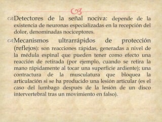 Detectores de la
                          
                         señal   nociva: depende de la
  existencia de neuronas especializadas en la recepción del
  dolor, denominadas nociceptores.
Mecanismos         ultrarrápidos      de    protección
 (reflejos): son reacciones rápidas, generadas a nivel de
  la médula espinal que pueden tener como efecto una
  reacción de retirada (por ejemplo, cuando se retira la
  mano rápidamente al tocar una superficie ardiente); una
  contractura de la musculatura que bloquea la
  articulación si se ha producido una lesión articular (es el
  caso del lumbago después de la lesión de un disco
  intervertebral tras un movimiento en falso).
 