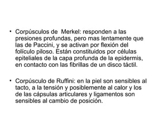 • Corpúsculos de Merkel: responden a las
  presiones profundas, pero mas lentamente que
  las de Paccini, y se activan por flexión del
  folículo piloso. Están constituidos por células
  epiteliales de la capa profunda de la epidermis,
  en contacto con las fibrillas de un disco táctil.

• Corpúsculo de Ruffini: en la piel son sensibles al
  tacto, a la tensión y posiblemente al calor y los
  de las cápsulas articulares y ligamentos son
  sensibles al cambio de posición.
 