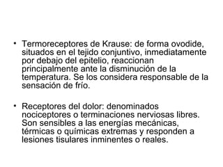 • Termoreceptores de Krause: de forma ovodide,
  situados en el tejido conjuntivo, inmediatamente
  por debajo del epitelio, reaccionan
  principalmente ante la disminución de la
  temperatura. Se los considera responsable de la
  sensación de frío.

• Receptores del dolor: denominados
  nociceptores o terminaciones nerviosas libres.
  Son sensibles a las energías mecánicas,
  térmicas o químicas extremas y responden a
  lesiones tisulares inminentes o reales.
 
