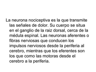 La neurona nociceptiva es la que transmite
  las señales de dolor. Su cuerpo se situa
  en el ganglio de la raiz dorsal, cerca de la
  médula espinal. Las neuronas aferentes o
  fibras nerviosas que conducen los
  impulsos nerviosos desde la periferia al
  cerebro, mientras que los eferentes son
  los que como las motoras desde el
  cerebro a la periferia.
 
