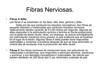 Fibras Nerviosas.
•   Fibras A delta:
    Las fibras A se subdividen en los tipos: alfa, beta, gamma y delta.
           Delta son las que conducen los impulsos nociceptivos. Son fibras de
    pequeño diámetro y mielinizadas que conducen impulsos nerviosos
    relativamente rápidos variando de 5 a 50 metros por segundo. Algunas de
    ellas responden a la estimulación química o térmica en forma proporcional
    con el grado de lesión tisular; otras, sin embargo, se activan principalmente
    por estimulación mecánica como presión, lo que evidencia que se localizan
    en el lugar de la lesión. Algunas fibras A delta pueden tener respuestas
    polimodales y comenzar a excitarse después de que se haya alcanzado un
    umbral alto de excitación tras la producción del daño tisular.

•   Fibras C Son fibras nerviosas de conducción lenta, son estructuras no
    mielinizadas o amielínicas, que responden a estímulos térmicos, mecánicos
    y químicos, y son llamadas nociceptores-C polimodales. Se calcula que
    existen alrededor de 200 fibras tipo C por centímetro cuadrado de piel.
 