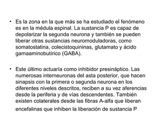 • Es la zona en la que más se ha estudiado el fenómeno
  es en la médula espinal. La sustancia P es capaz de
  depolarizar la segunda neurona y también se pueden
  liberar otras sustancias neuromoduladoras, como
  somatostatina, colecistoquininas, glutamato y ácido
  gamaaminobutírico (GABA).

• Este último actuaría como inhibidor presináptico. Las
  numerosas interneuronas del asta posterior, que hacen
  sinapsis con la primera o segunda neurona en los
  diferentes niveles descritos, reciben a su vez aferencias
  desde la periferia y de vías descendentes. También
  existen colaterales desde las fibras A-alfa que liberan
  encefalinas que inhiben la liberación de sustancia P
 