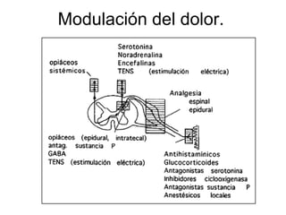 Modulación del dolor.
 