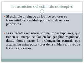 Transmisión del estimulo nocicepivo
 El estímulo originado en los nociceptores es
transmitido a la médula por medio de nervios
periféricos.
 Las aferentes sensitivas son neuronas bipolares, que
tienen su cuerpo celular en los ganglios raquídeos,
desde donde parte la prolongación central, que
alcanza las astas posteriores de la médula a través de
las raíces dorsales.
 