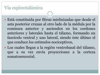 Vía espinotalámica
 Está constituida por fibras mielinizadas que desde el
asta posterior cruzan al otro lado de la médula por la
comisura anterior y ascienden en los cordones
anteriores y laterales hasta el tálamo, formando un
fascículo ventral y uno lateral, siendo éste último el
que conduce los estímulos nociceptivos,
 Los cuales llegan a la región ventrobasal del tálamo,
que a su vez envía proyecciones a la corteza
somatosensorial.
 