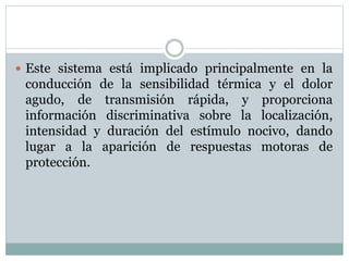  Este sistema está implicado principalmente en la
conducción de la sensibilidad térmica y el dolor
agudo, de transmisión rápida, y proporciona
información discriminativa sobre la localización,
intensidad y duración del estímulo nocivo, dando
lugar a la aparición de respuestas motoras de
protección.
 